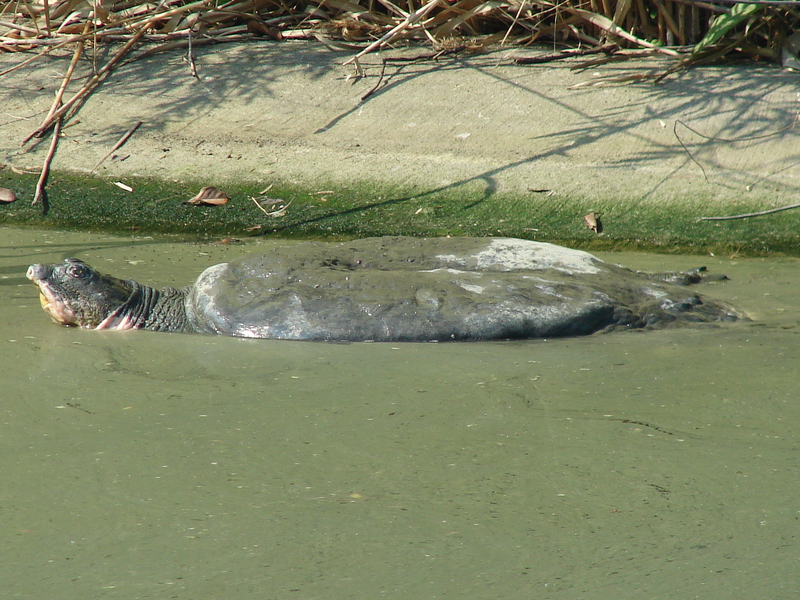 Yangtze Giant Softshell Turtle / Rafetus swinhoei (male)