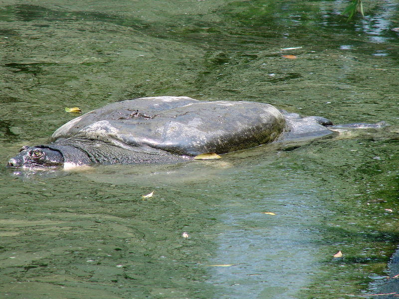 Yangtze Giant Softshell Turtle / Rafetus swinhoei (male)