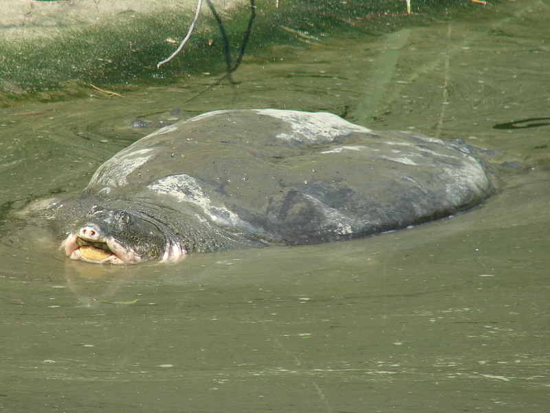 Yangtze Giant Softshell Turtle / Rafetus swinhoei (male)