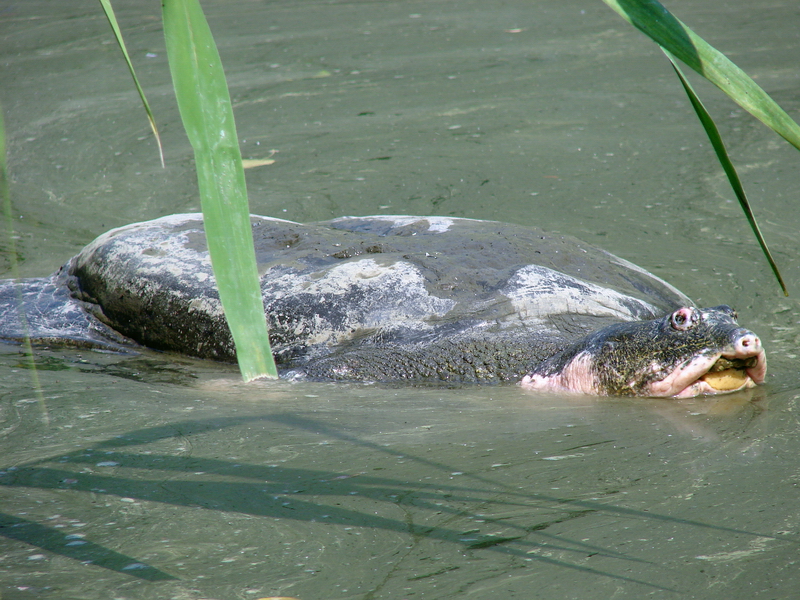 Yangtze Giant Softshell Turtle / Rafetus swinhoei (male)