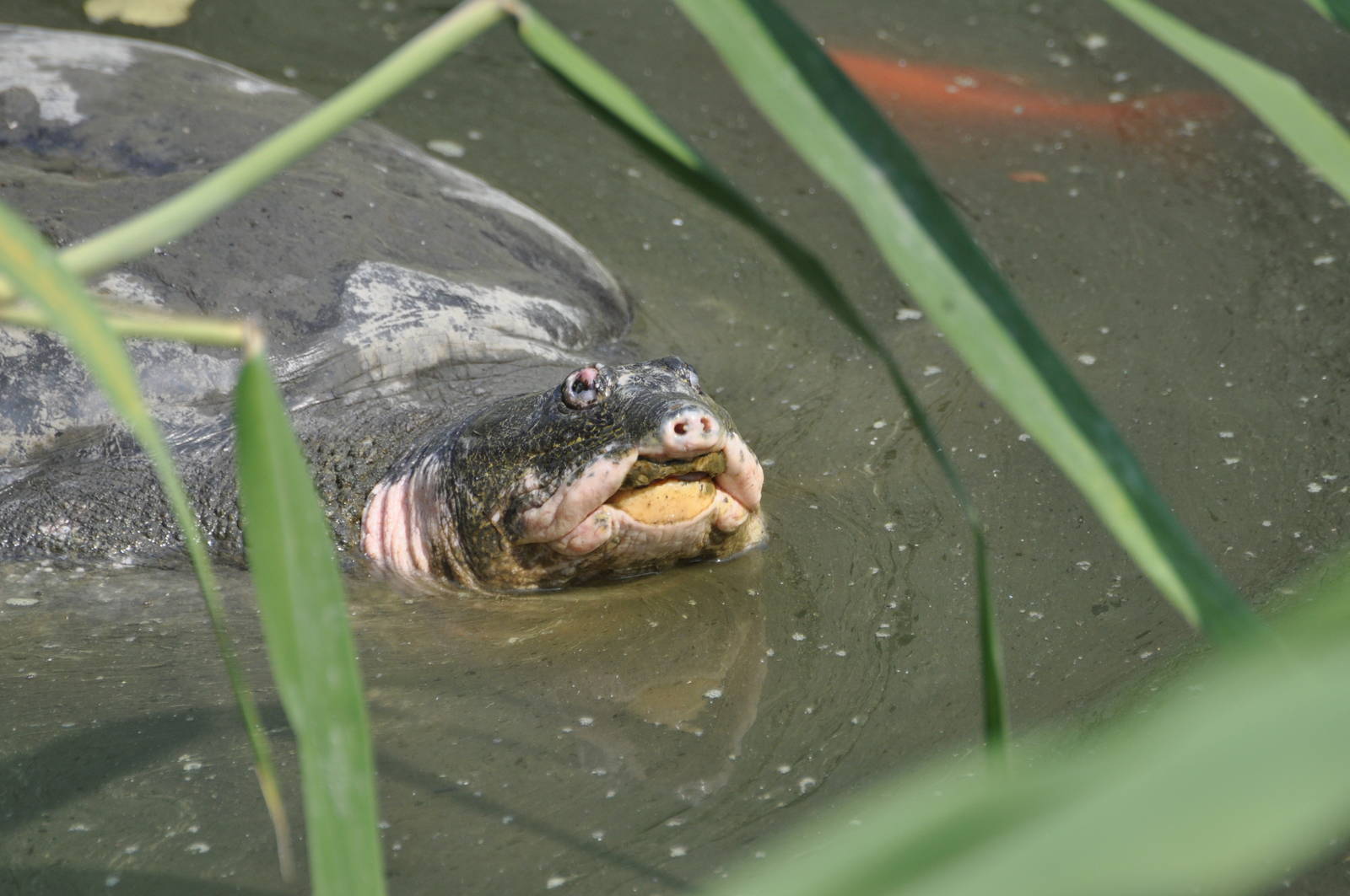 Yangtze giant softshell turtle/ Rafetus swinhoei