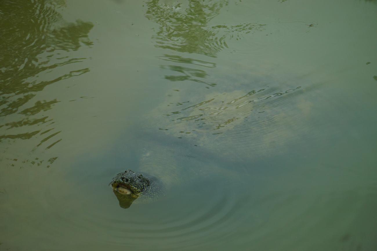 Yangtze giant softshell turtle (Rafetus swinhoei)