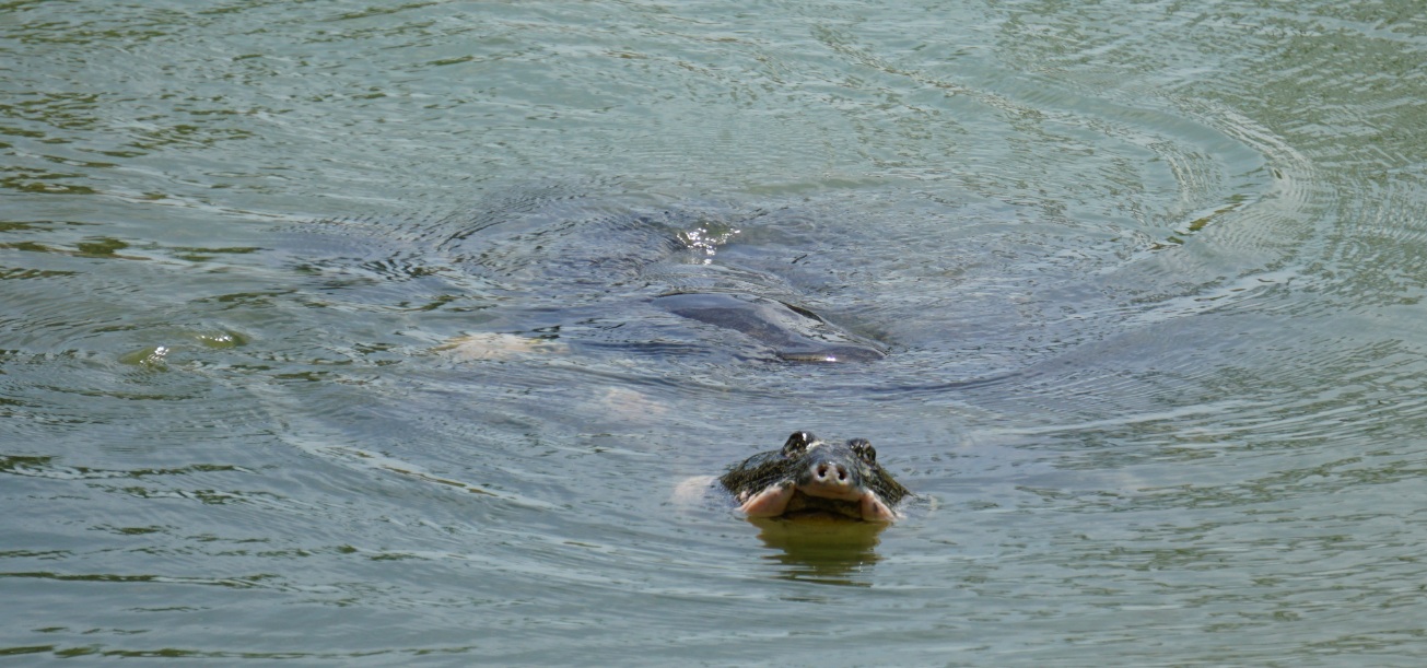 Yangtze giant softshell turtle (Rafetus swinhoei)