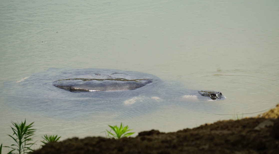 Yangtze giant softshell turtle (Rafetus swinhoei)