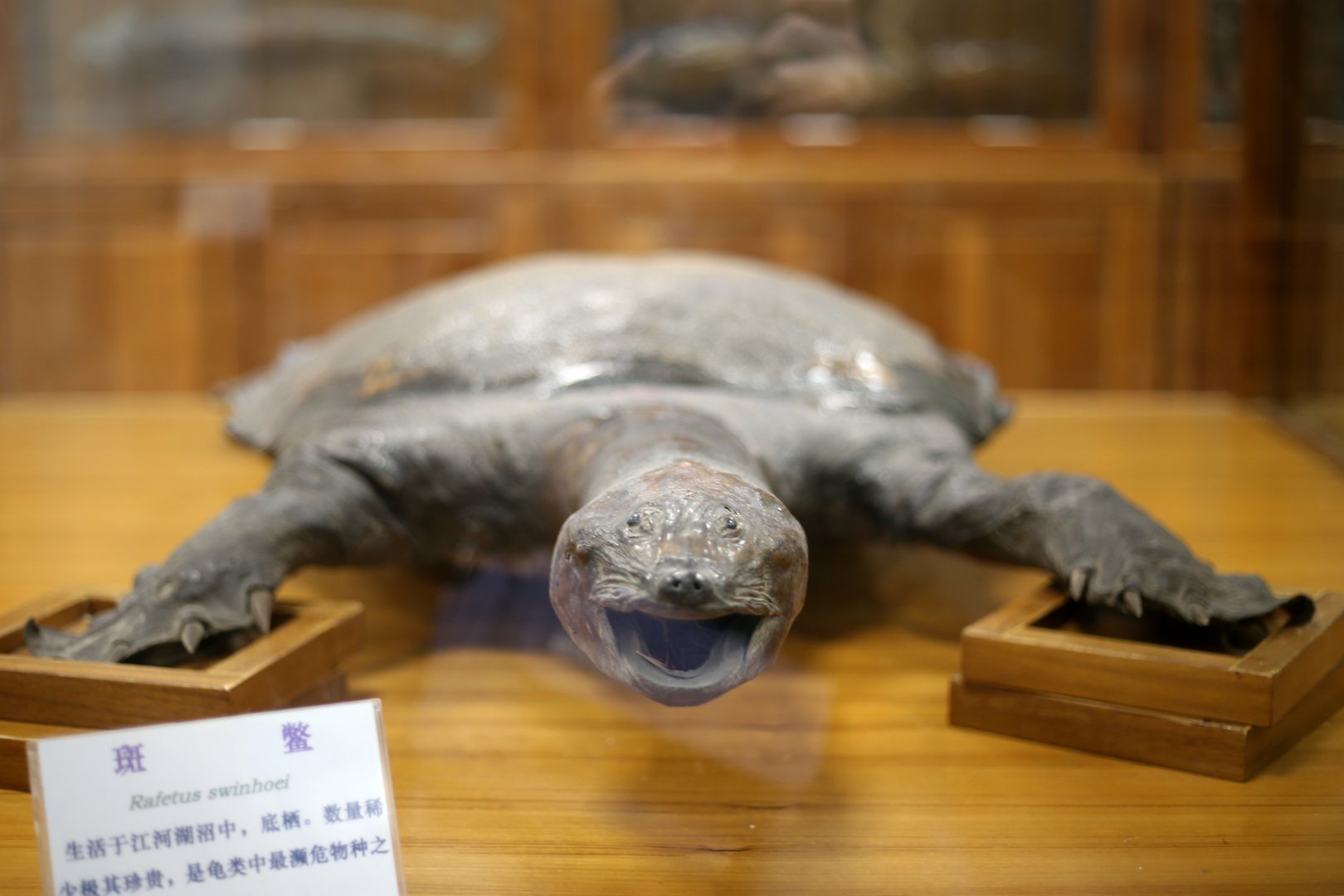 Yangtze Giant Softshell Turtle (Rafetus swinhoei)