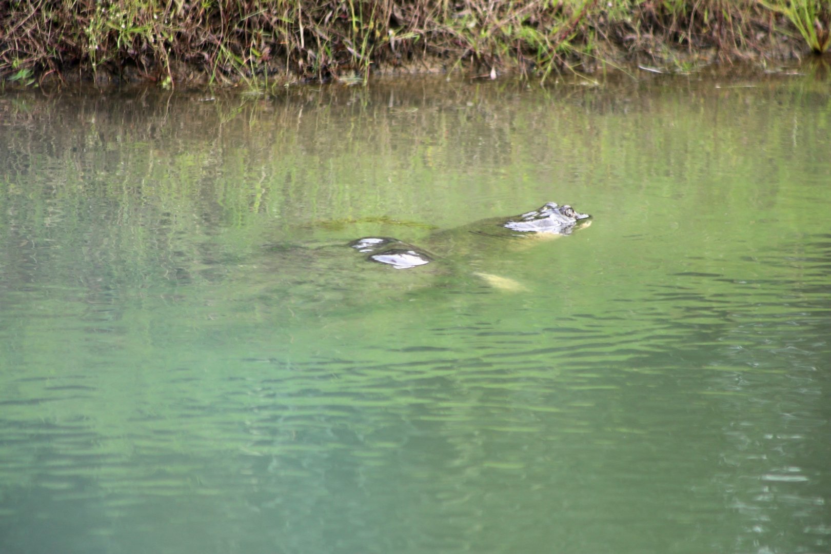 Yangtze Giant Softshell Turtle (Rafetus swinhoei)