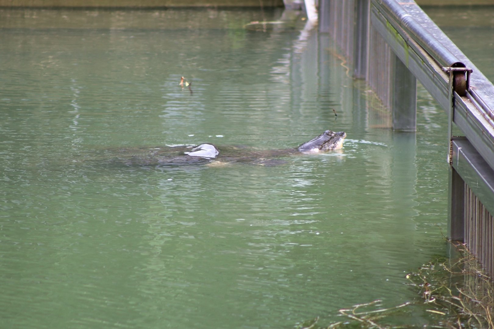 Yangtze Giant Softshell Turtle (Rafetus swinhoei)