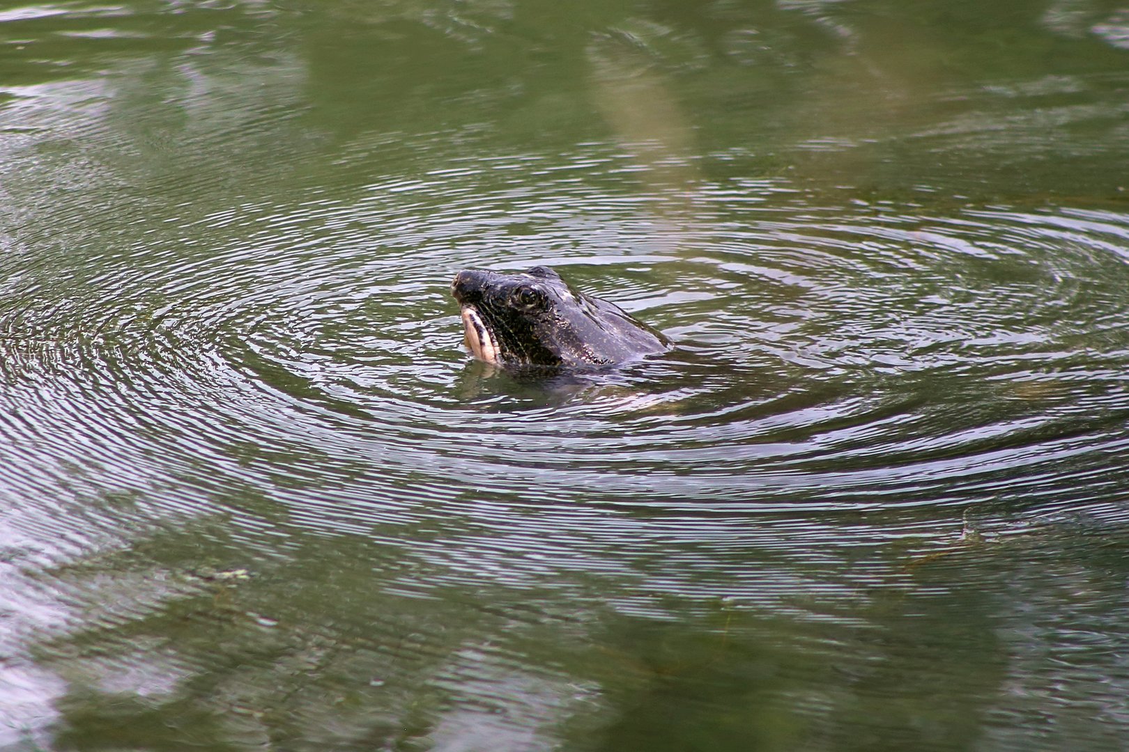 Yangtze Giant Softshell Turtle (Rafetus swinhoei)
