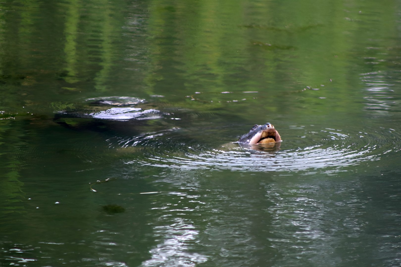 Yangtze Giant Softshell Turtle (Rafetus swinhoei)