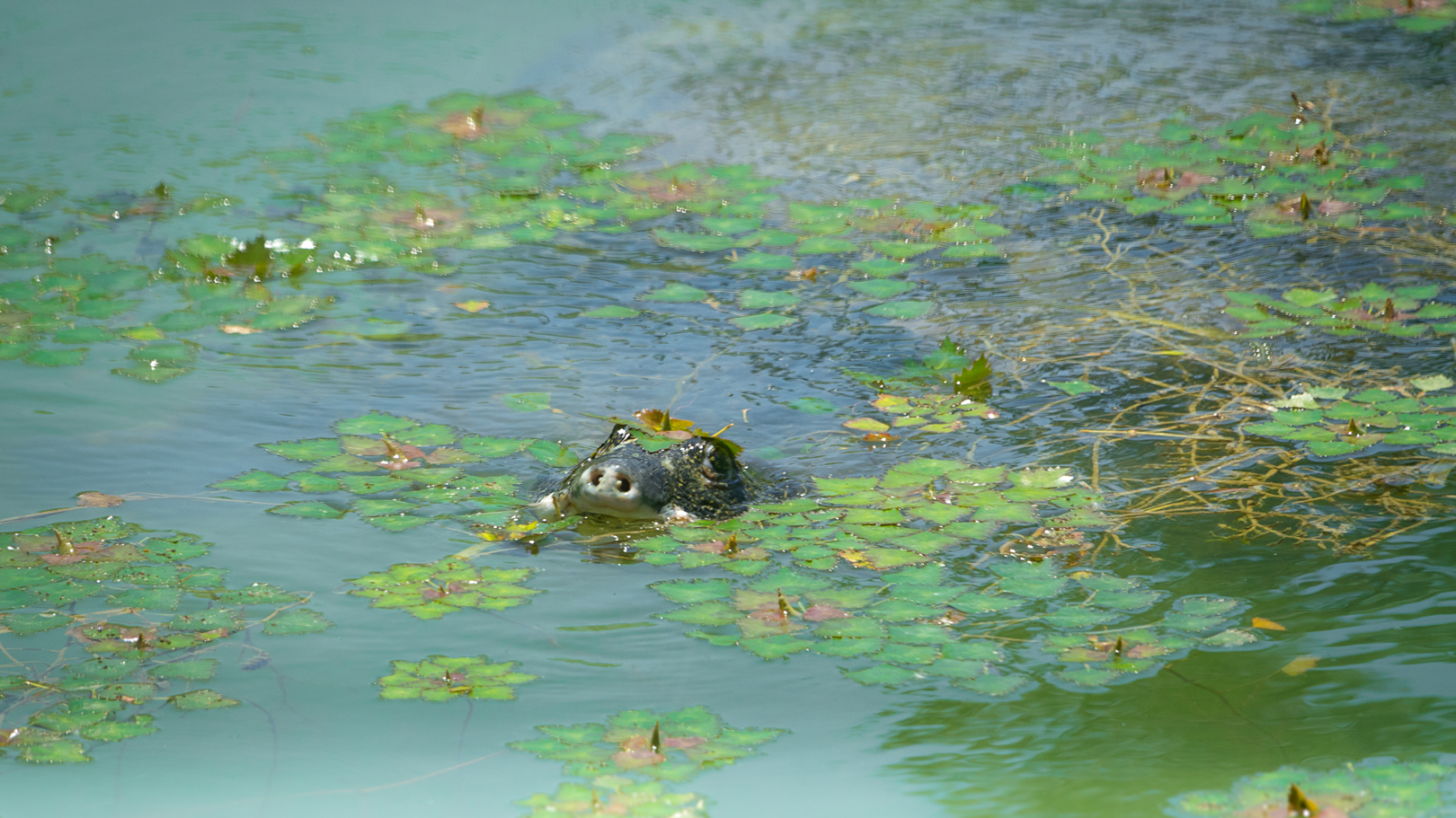 Yangtze giant softshell turtle
