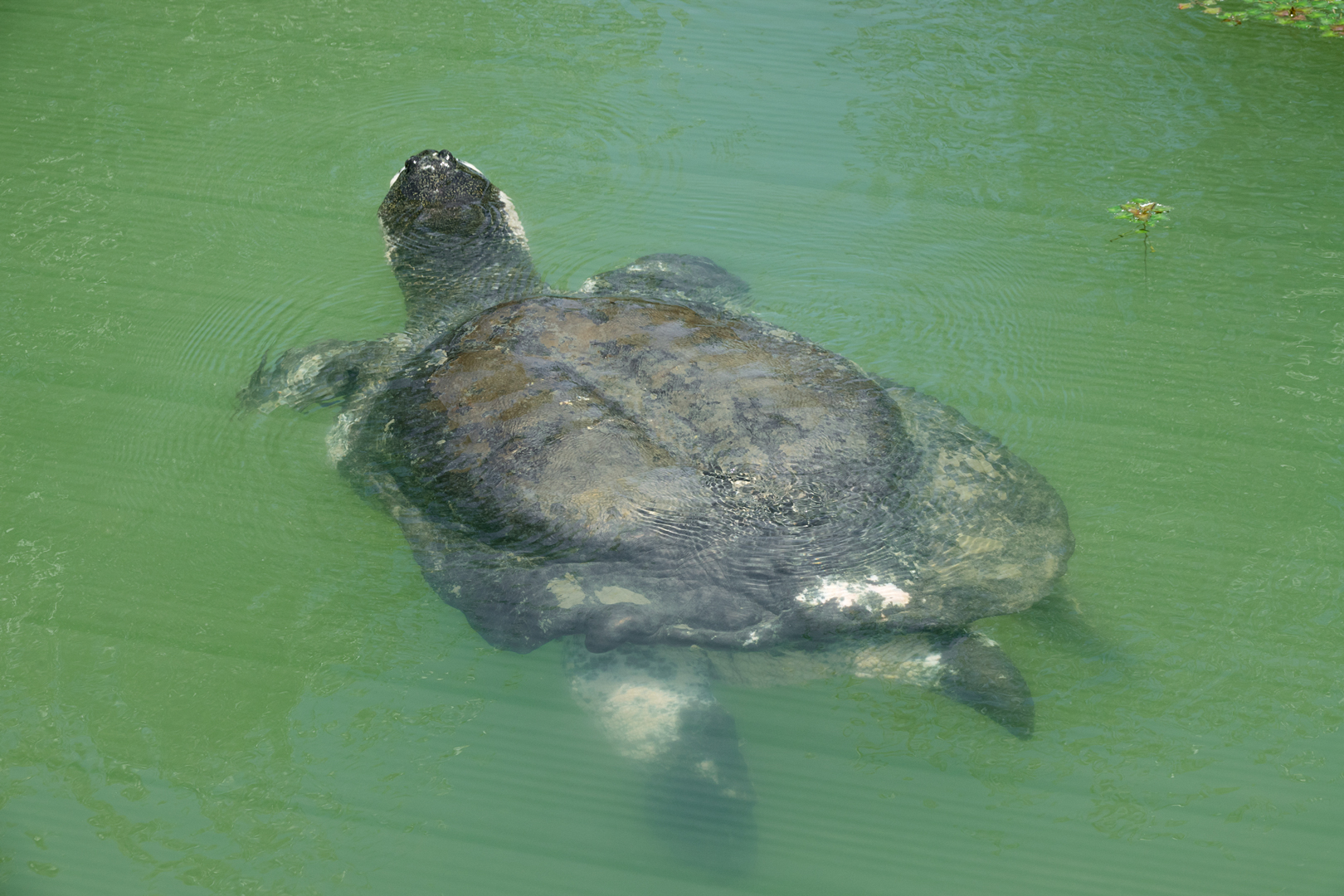 Yangtze giant softshell turtle