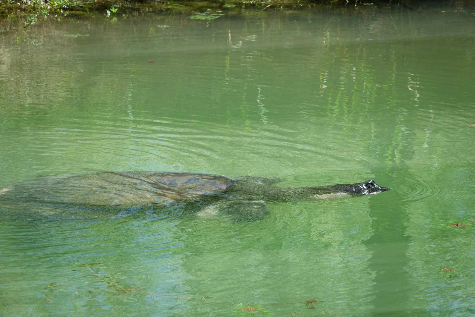 Yangtze giant softshell turtle