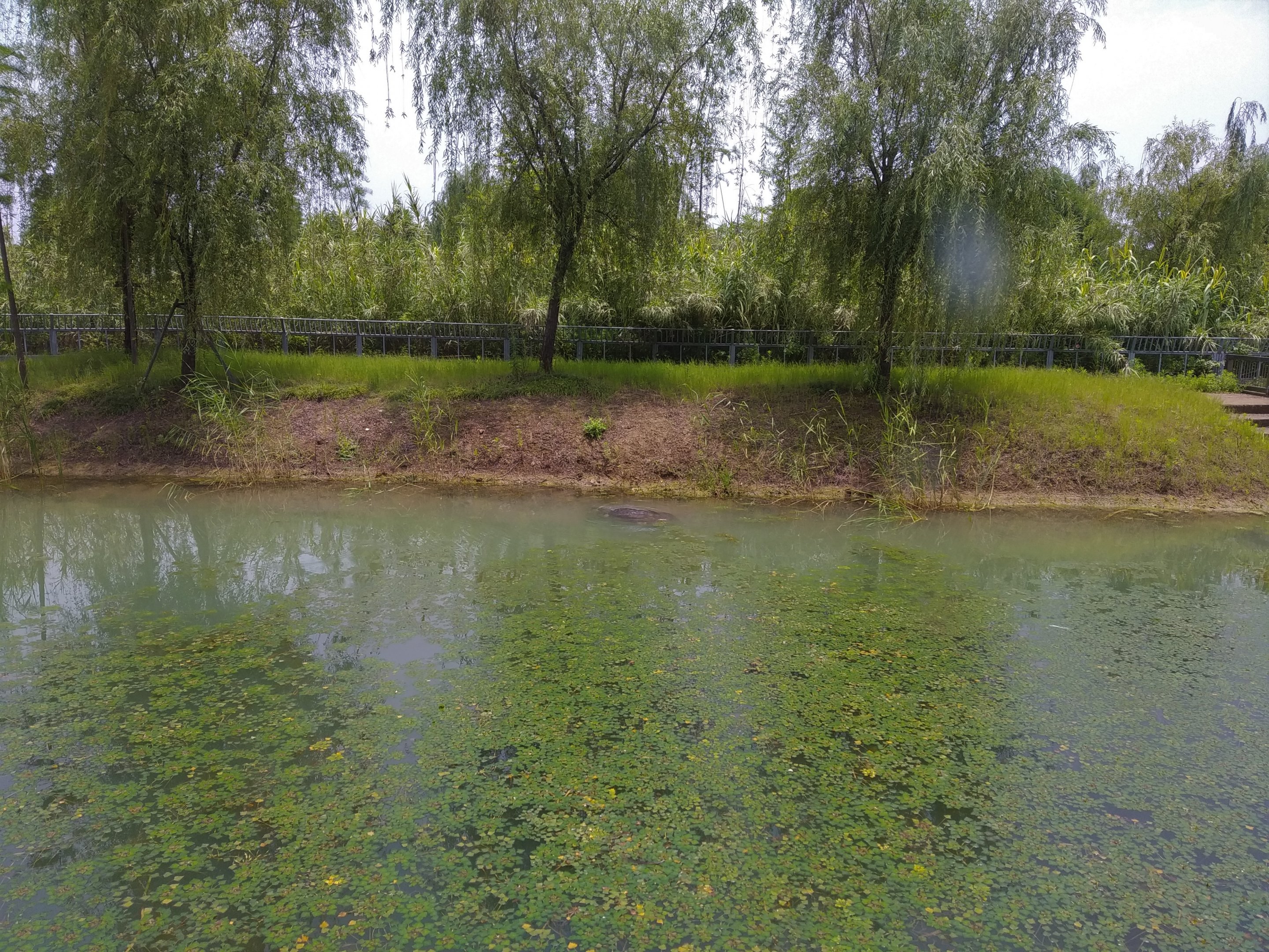 Yangtze Giant Softshell Turtle