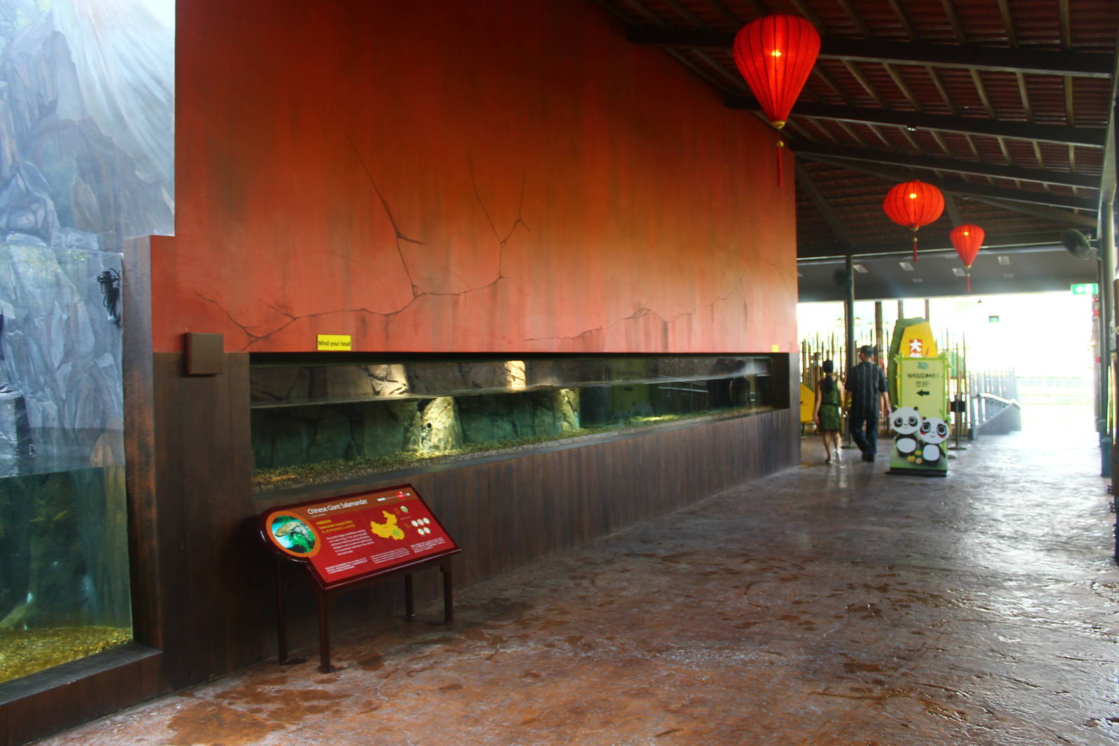 Yangtze River - Chinese Giant Salamander exhibit