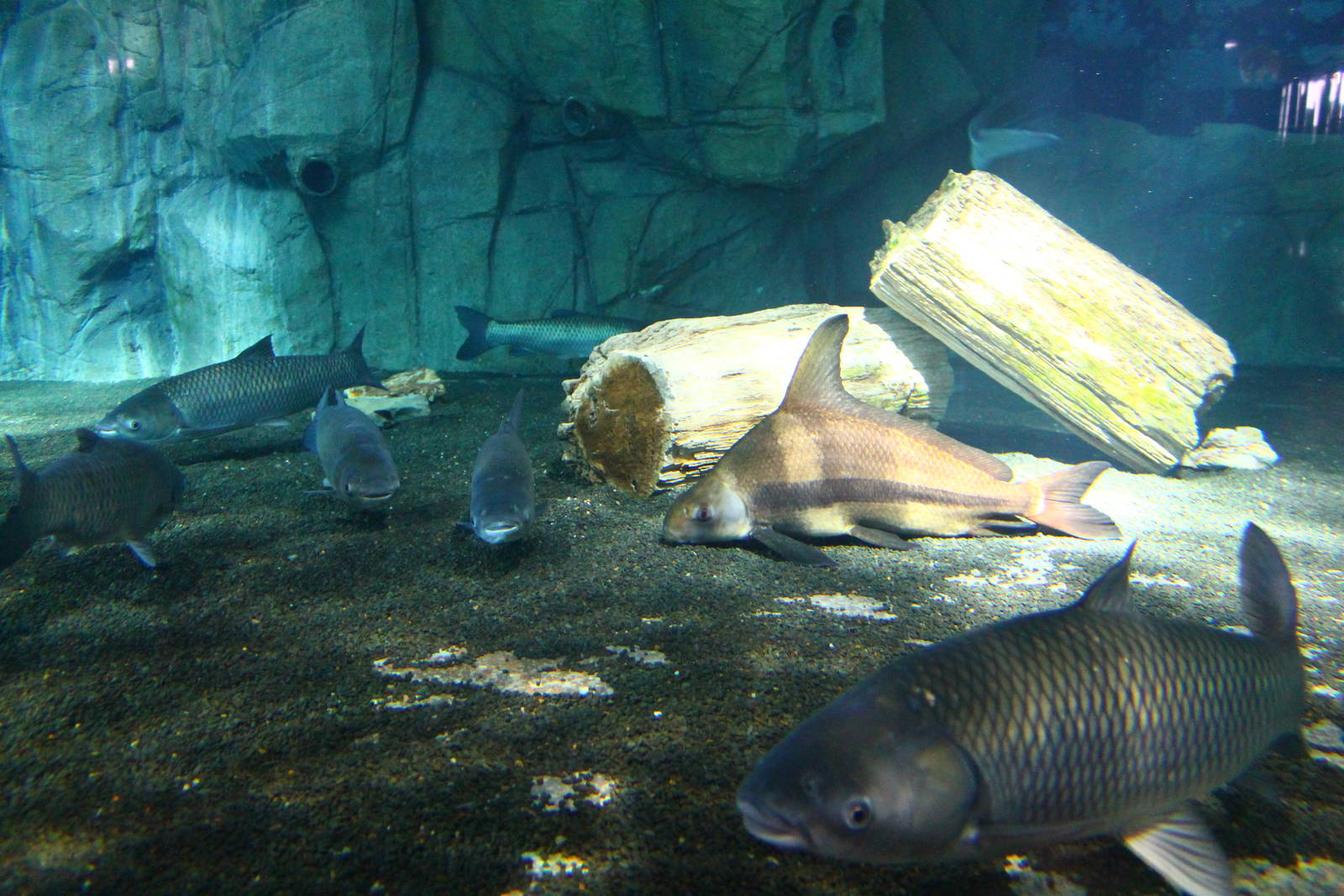 Yangtze River - Chinese High Fin Loach