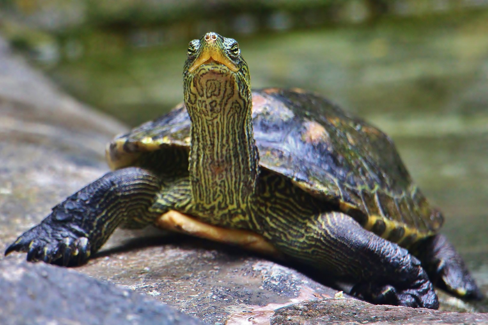 Yangtze River - Chinese Stripe-necked Turtle (Mauremys sinensis)