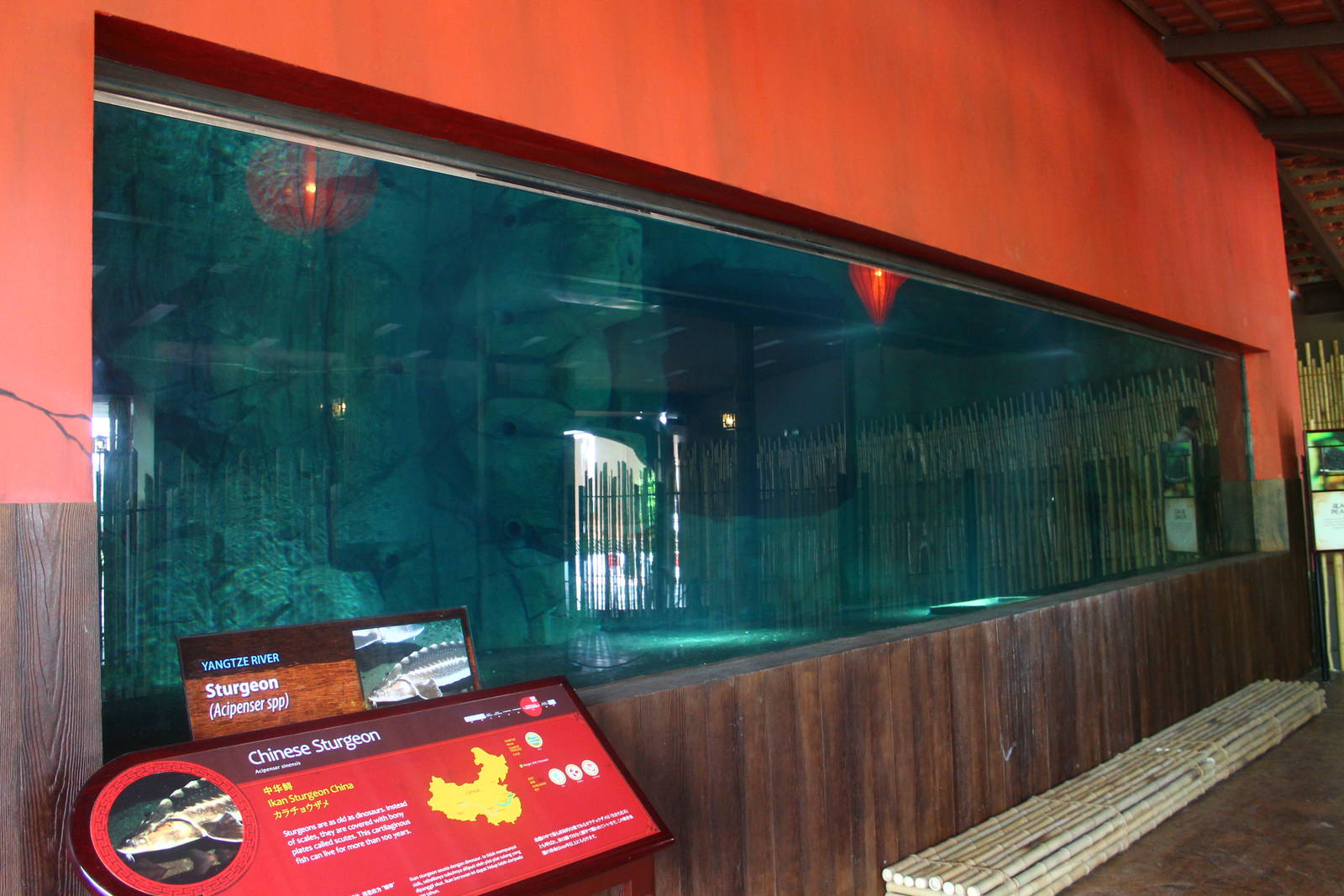 Yangtze River - Chinese Sturgeon exhibit