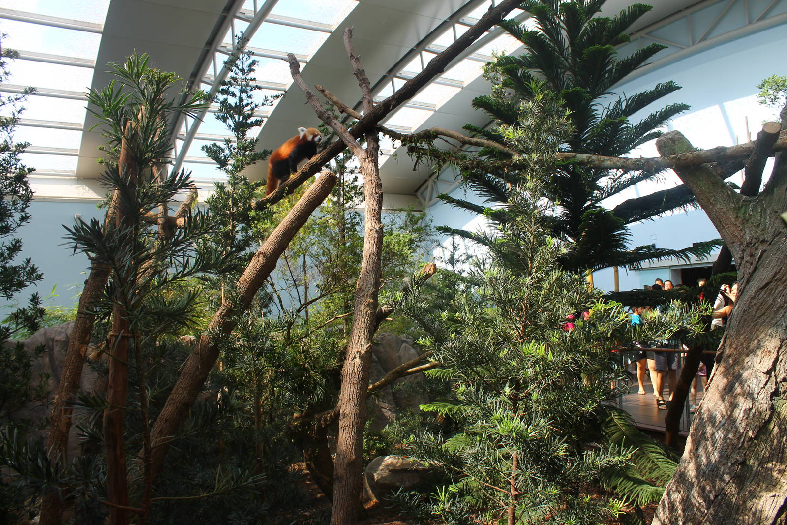 Yangtze River - Giant Panda Forest