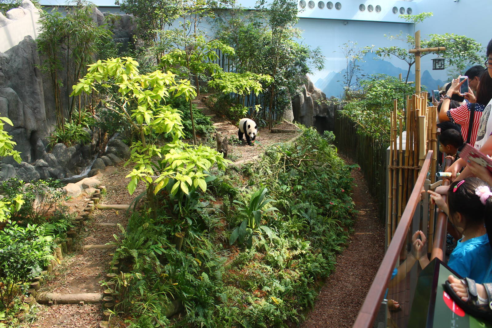 Yangtze River - Giant Panda Forest