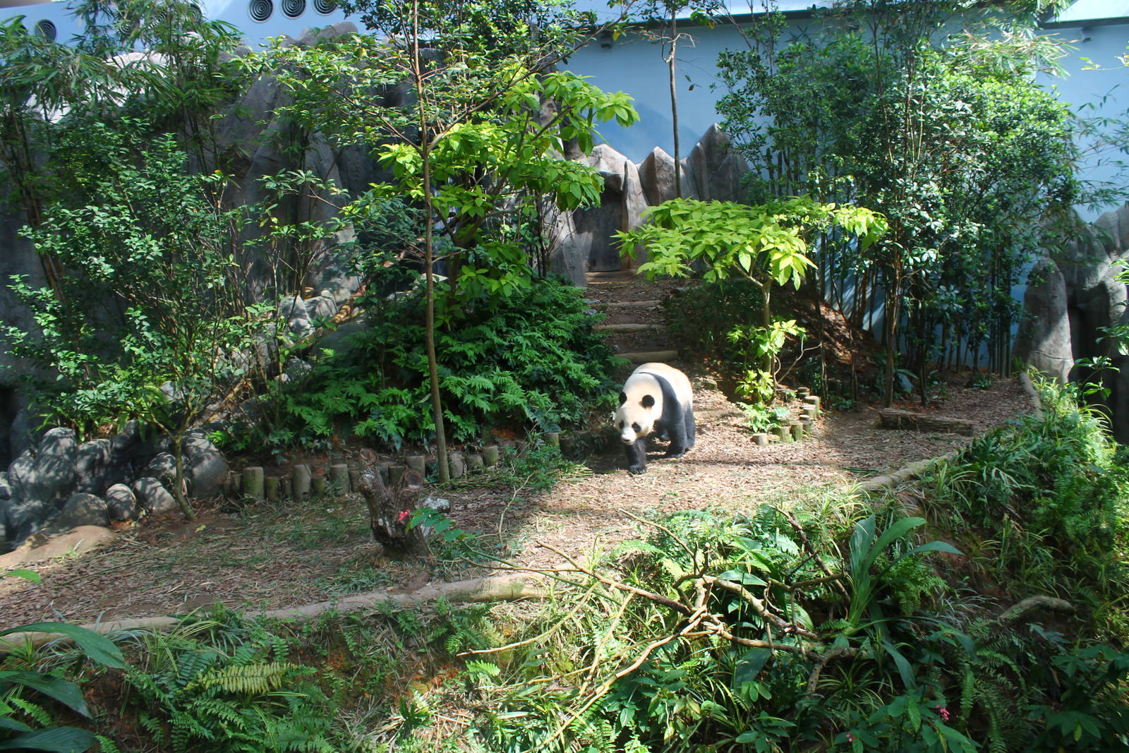 Yangtze River - Giant Panda Forest