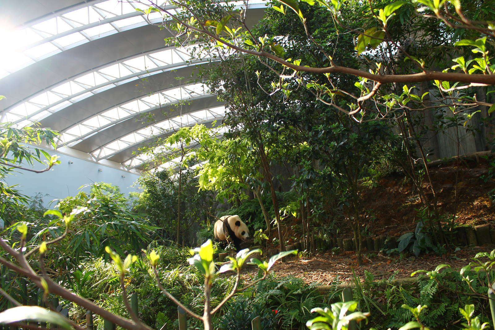 Yangtze River - Giant Panda Forest