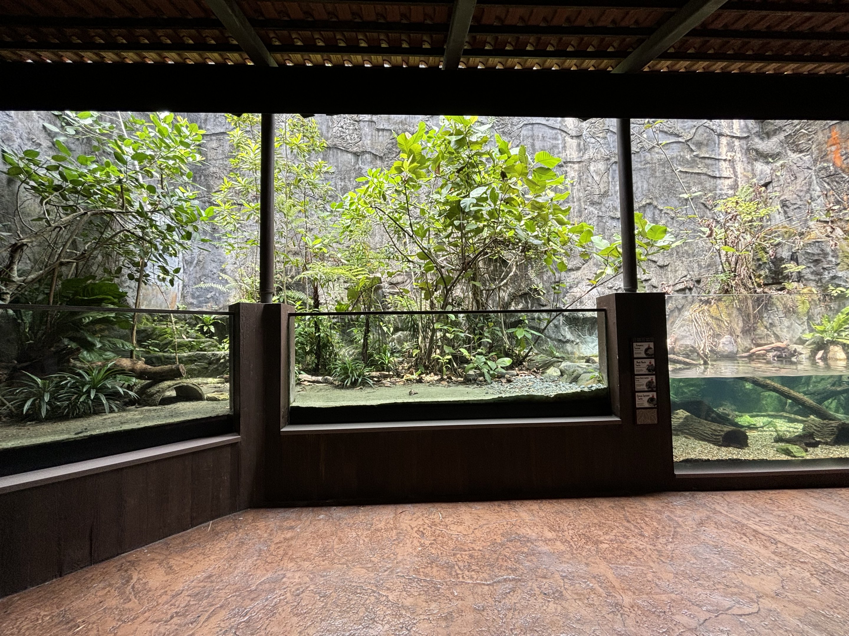 Yangtze River Tank (False Gharial + turtles)