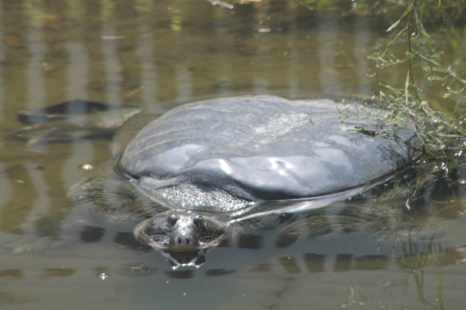 Yangtze softshell turtle (Rafetus swinhoei)