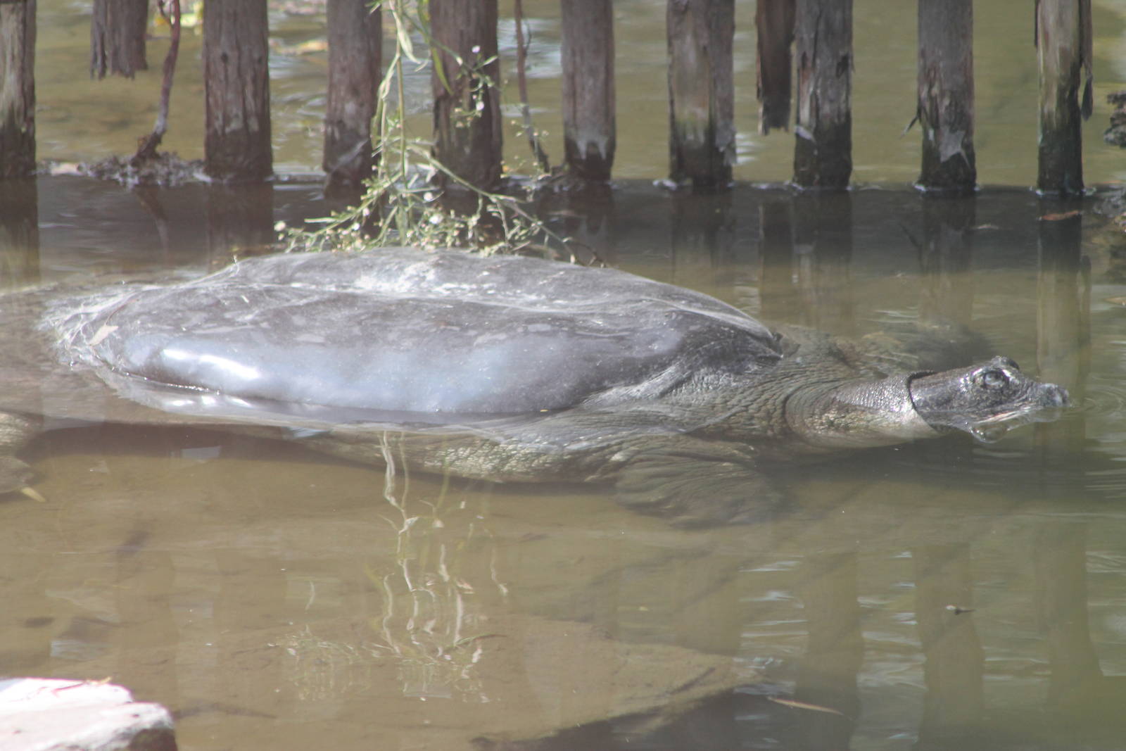 Yangtze softshell turtle (Rafetus swinhoei)