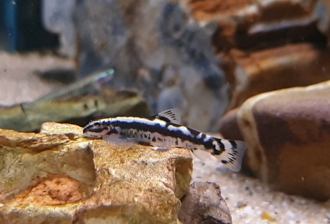 Yaoshania cf pachychilus