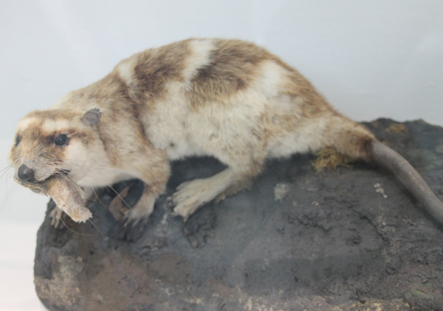 Yapok - Chironectes minimus