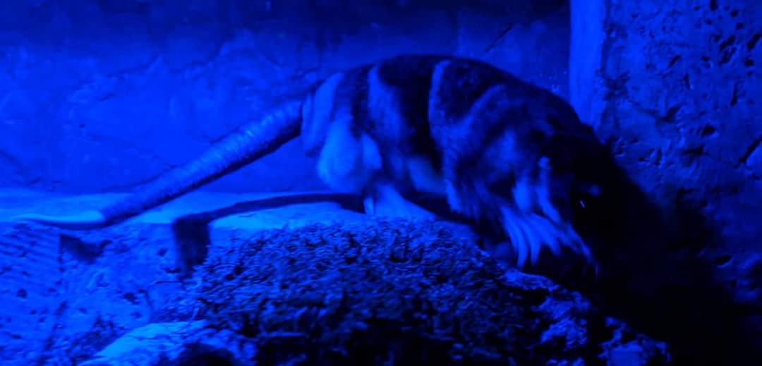 Yapok/Water opossum (Chironectes minimus)