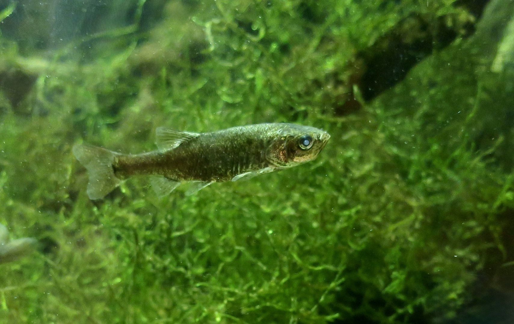 Yaqui Chub (Gila purpurea)