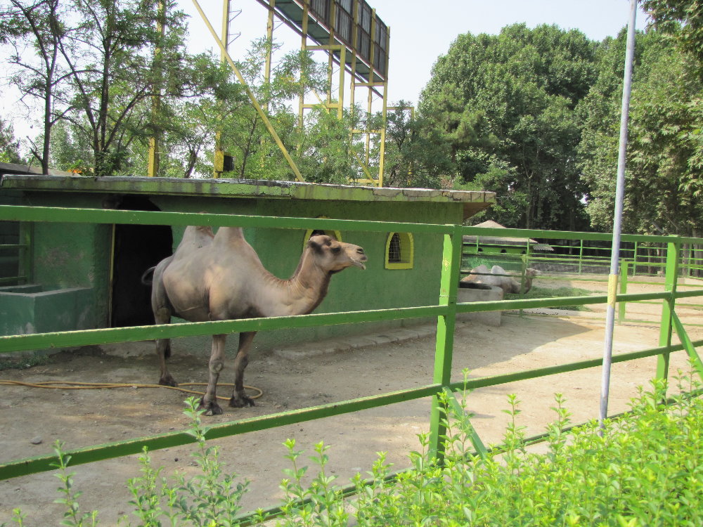 Yard Bactrian Camel(tehran zoo)