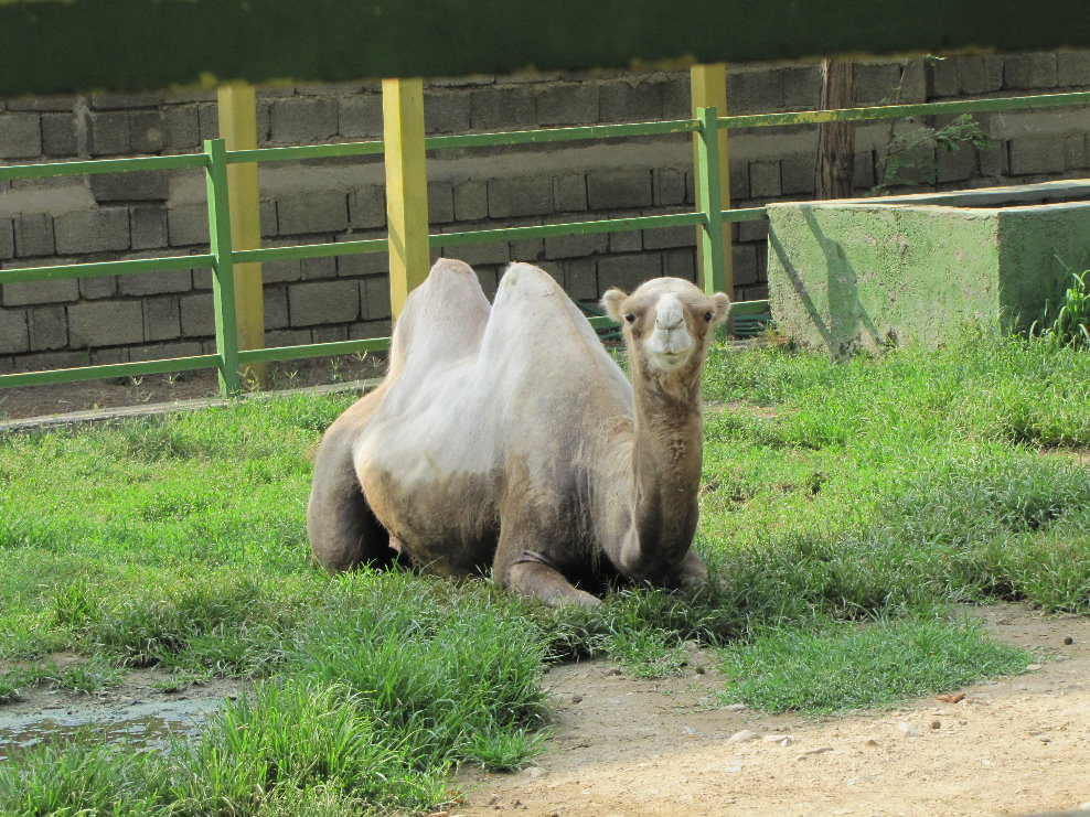 Yard Bactrian Camel (tehran zoo)