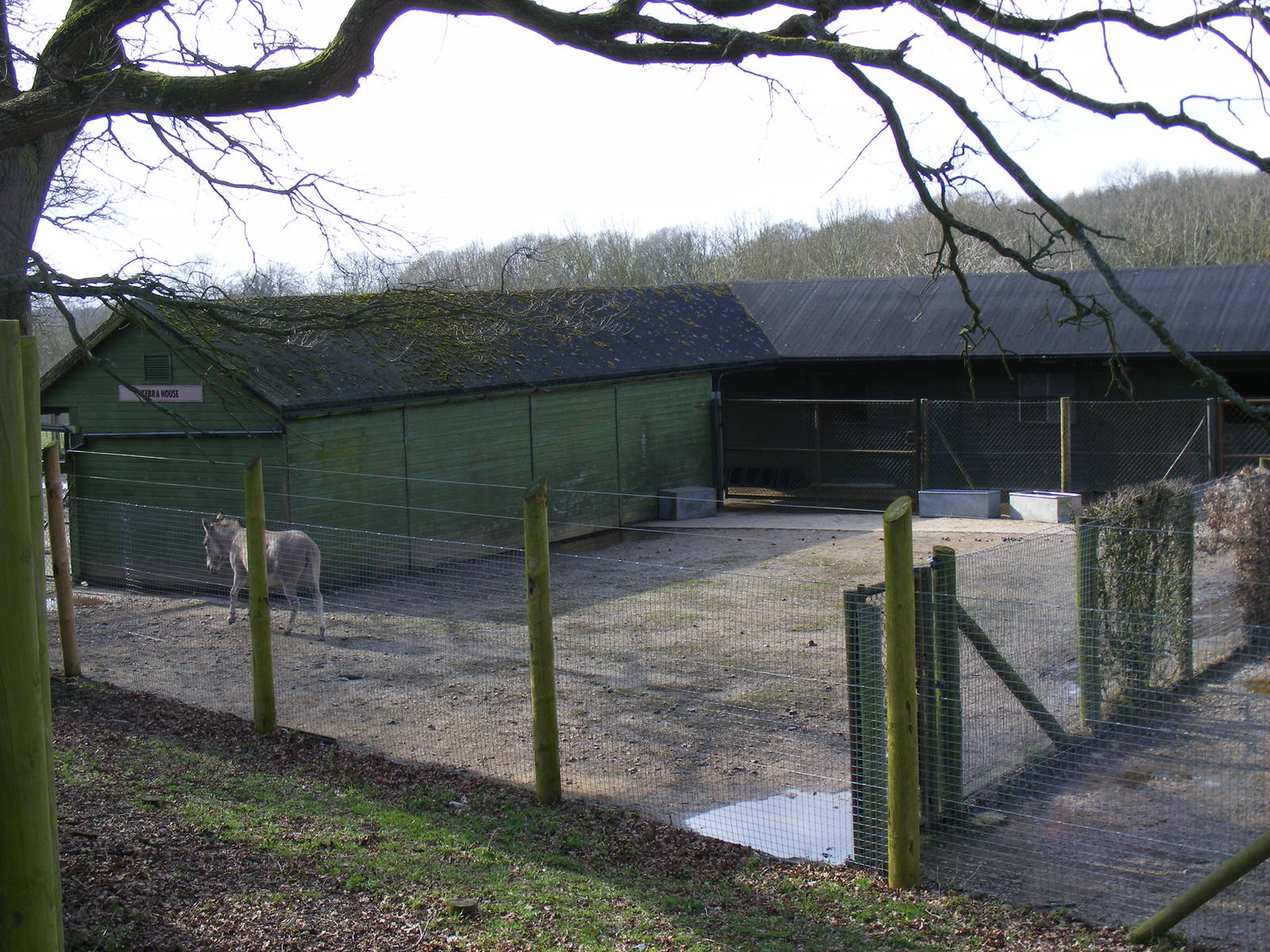 Yard being used by Somali wild ass stallion at Marwell Wildlife, 21 March 2