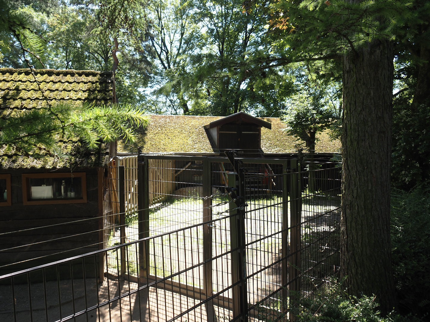 Yard between the mixed macropod and giant anteater and lowland tapir exhibit, 2024-06-08