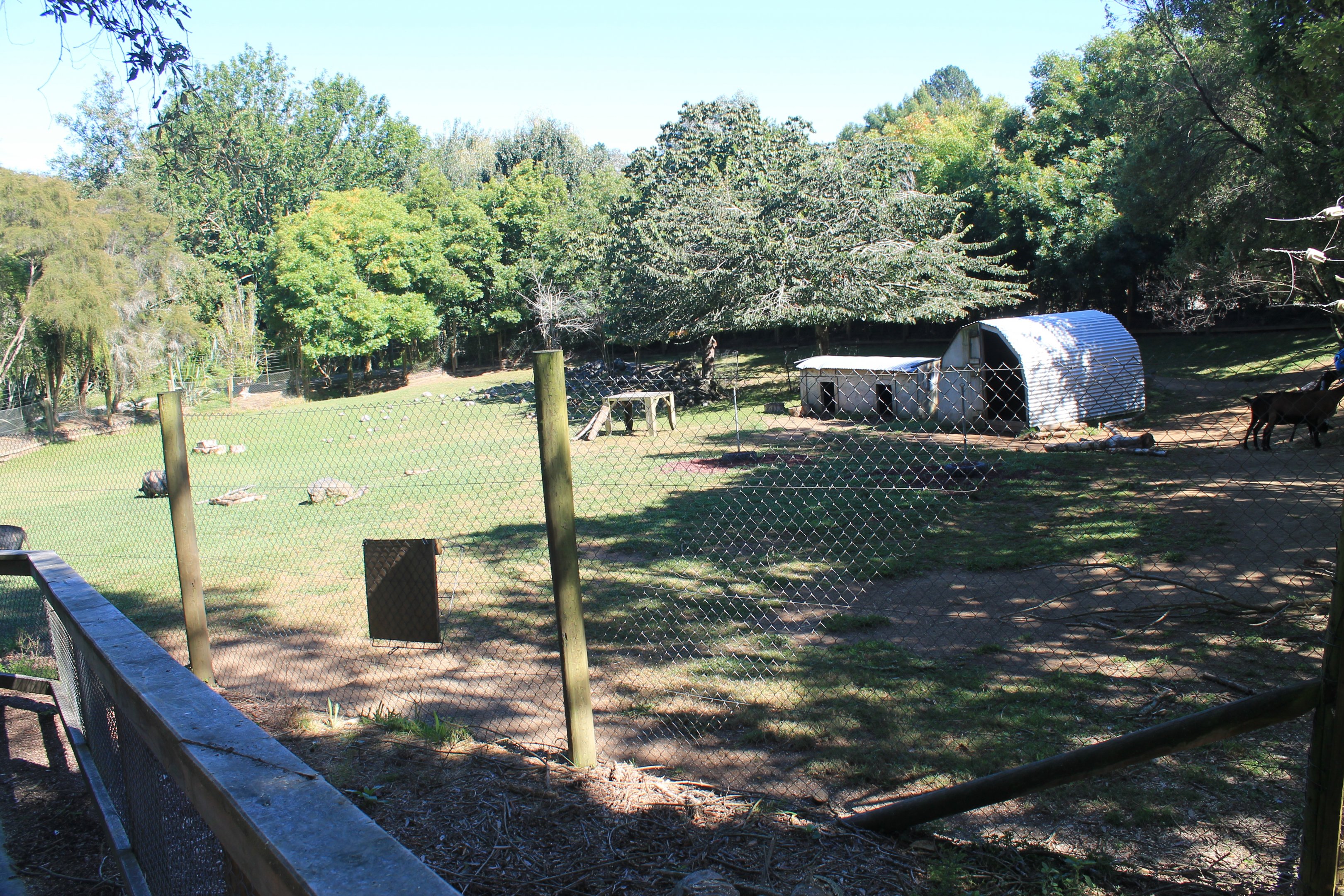 yard for Goats and Kunekune Pigs