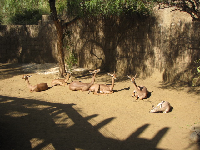 Yard For Hoof stock Offspring