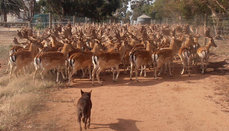 Yarding a few Fallow Bucks