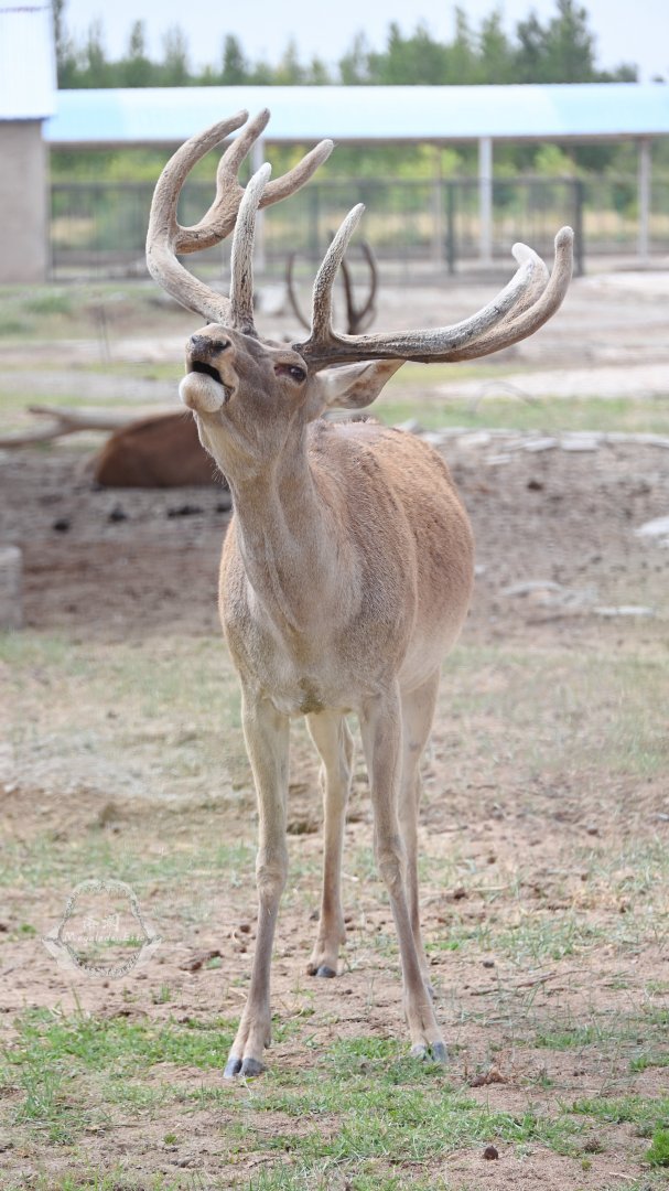 Yarkard deer/Cervus yarkandensis