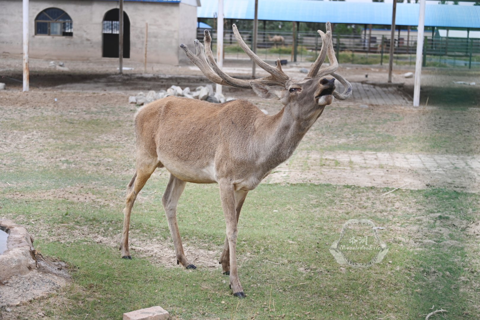 Yarkard deer/Cervus yarkandensis