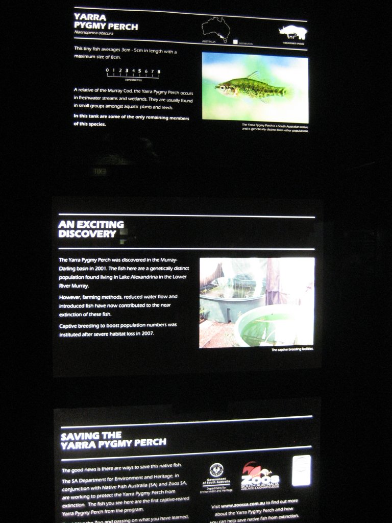 Yarra Pygmy Perch graphics