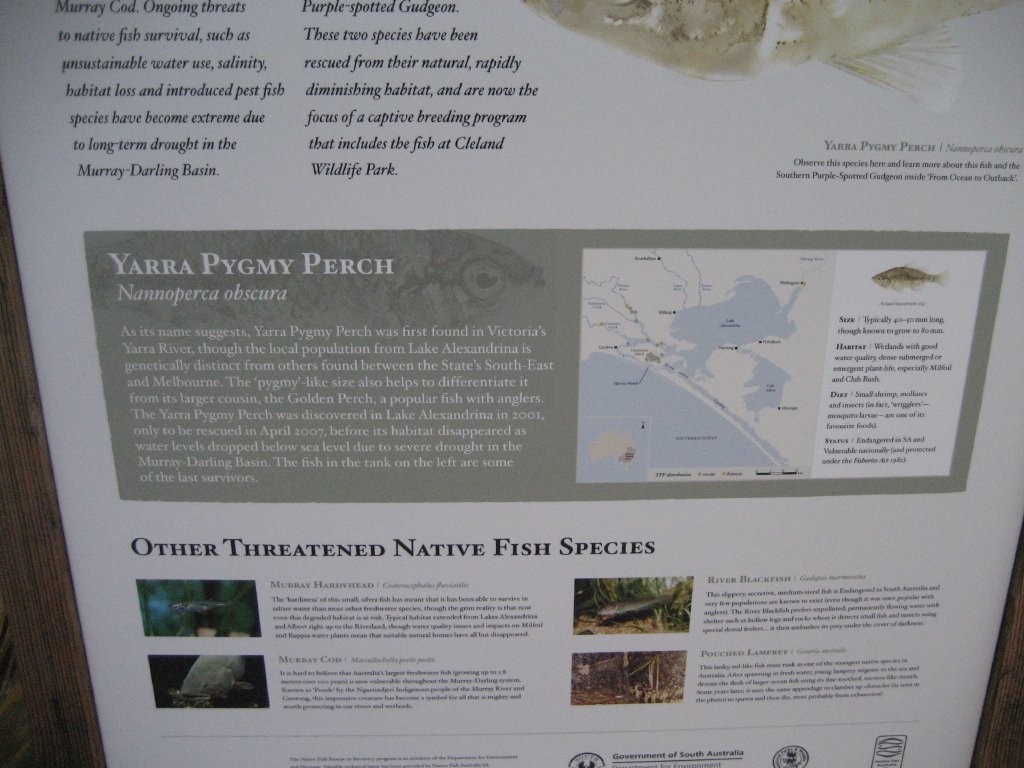 Yarra Pygmy Perch information