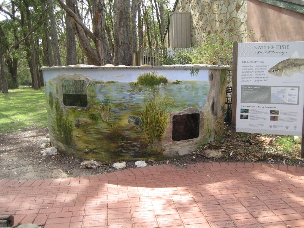 Yarra Pygmy Perch outdoor holding tank