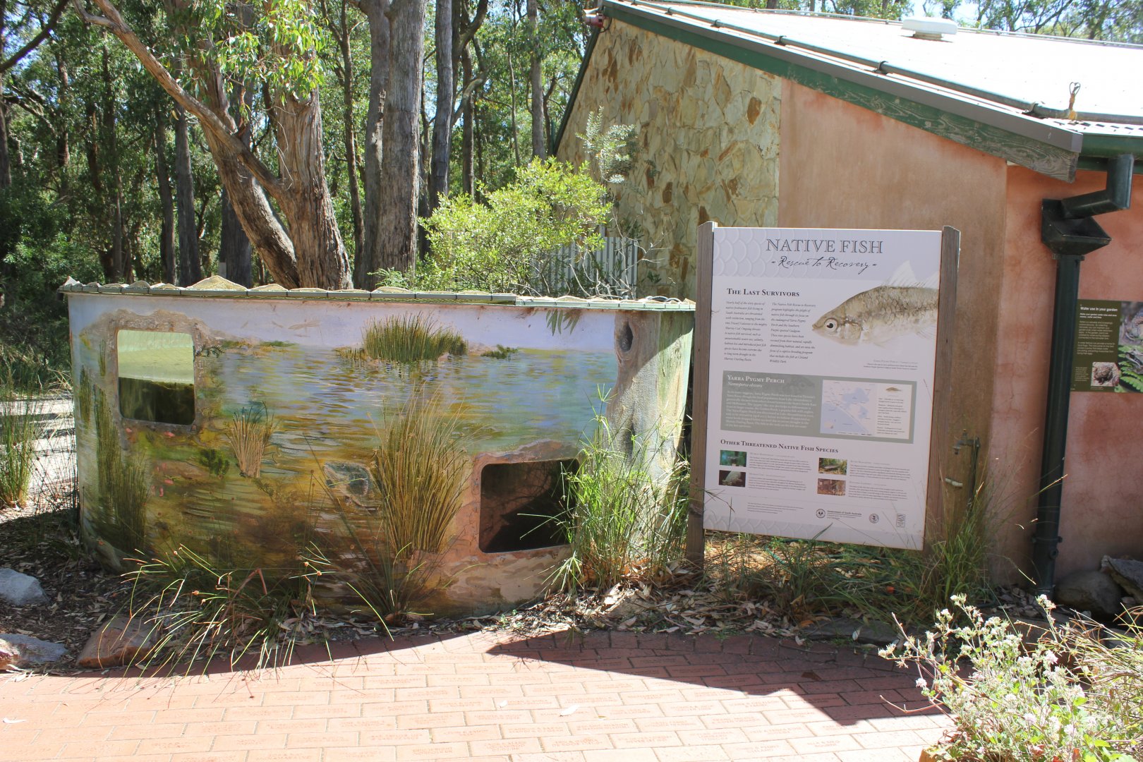 Yarra Pygmy Perch tank