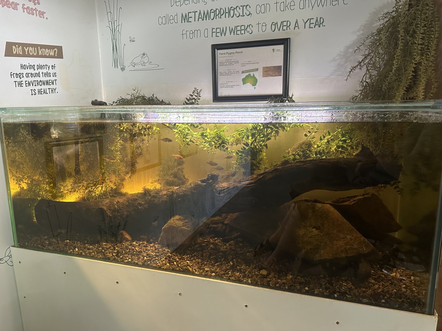Yarra Pygmy perch tank