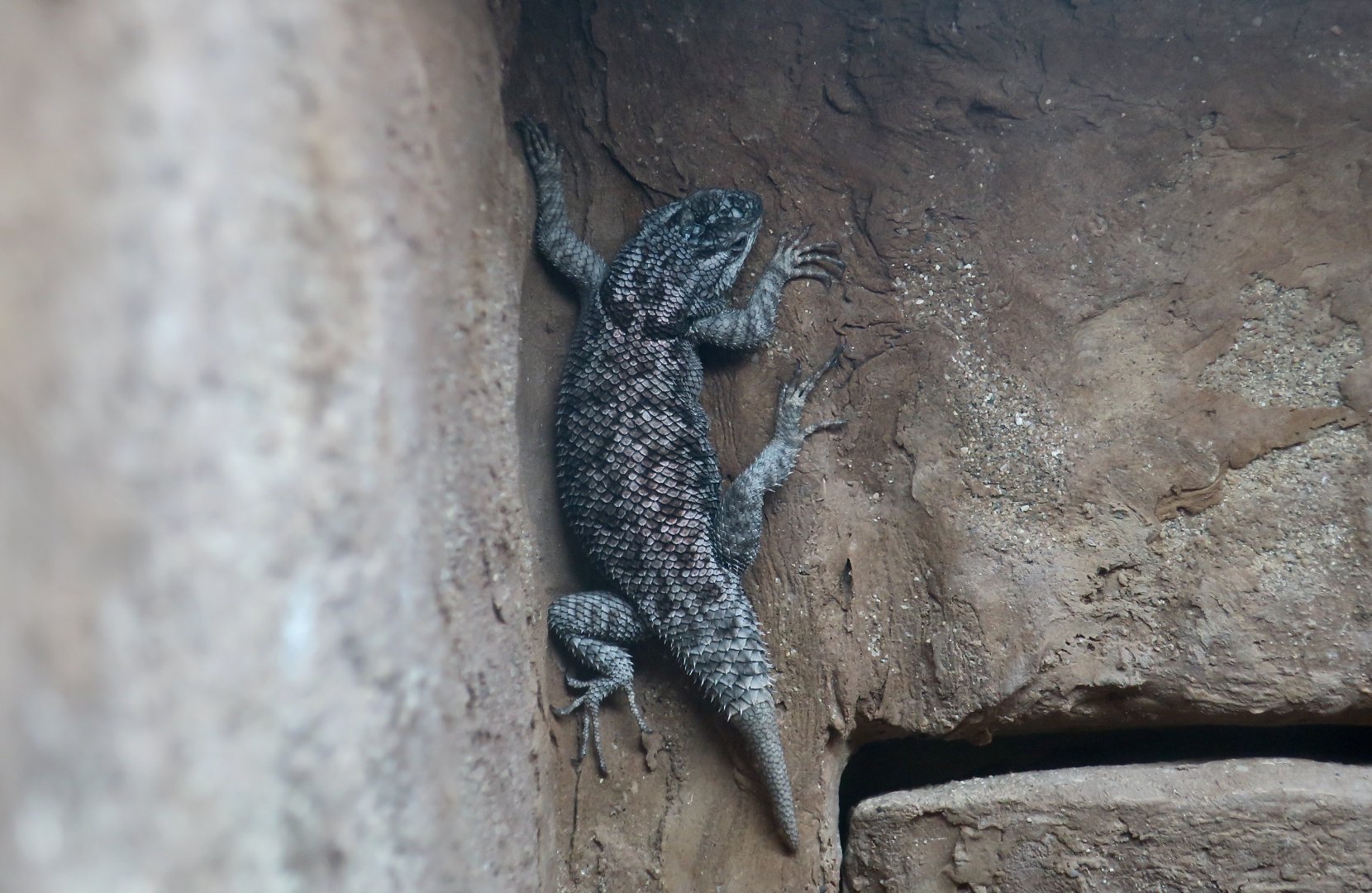 Yarrow's Spiny Lizard (Sceloporus jarrovii)