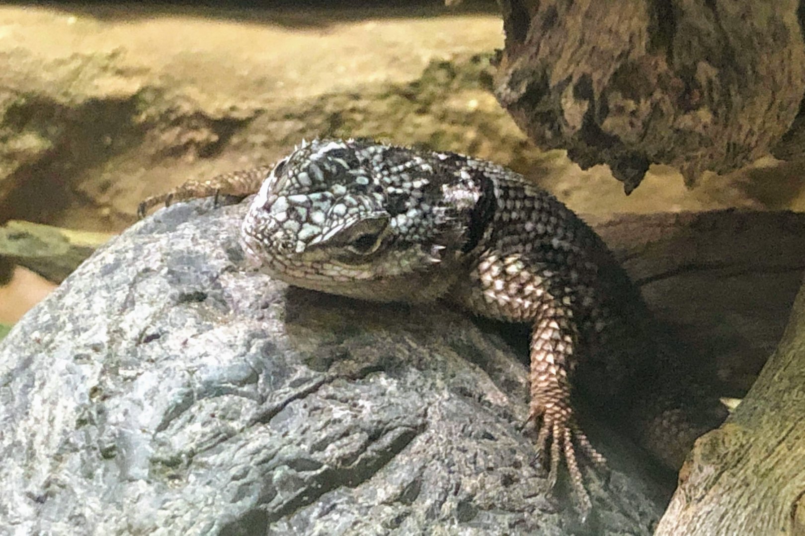 Yarrow's Spiny Lizard