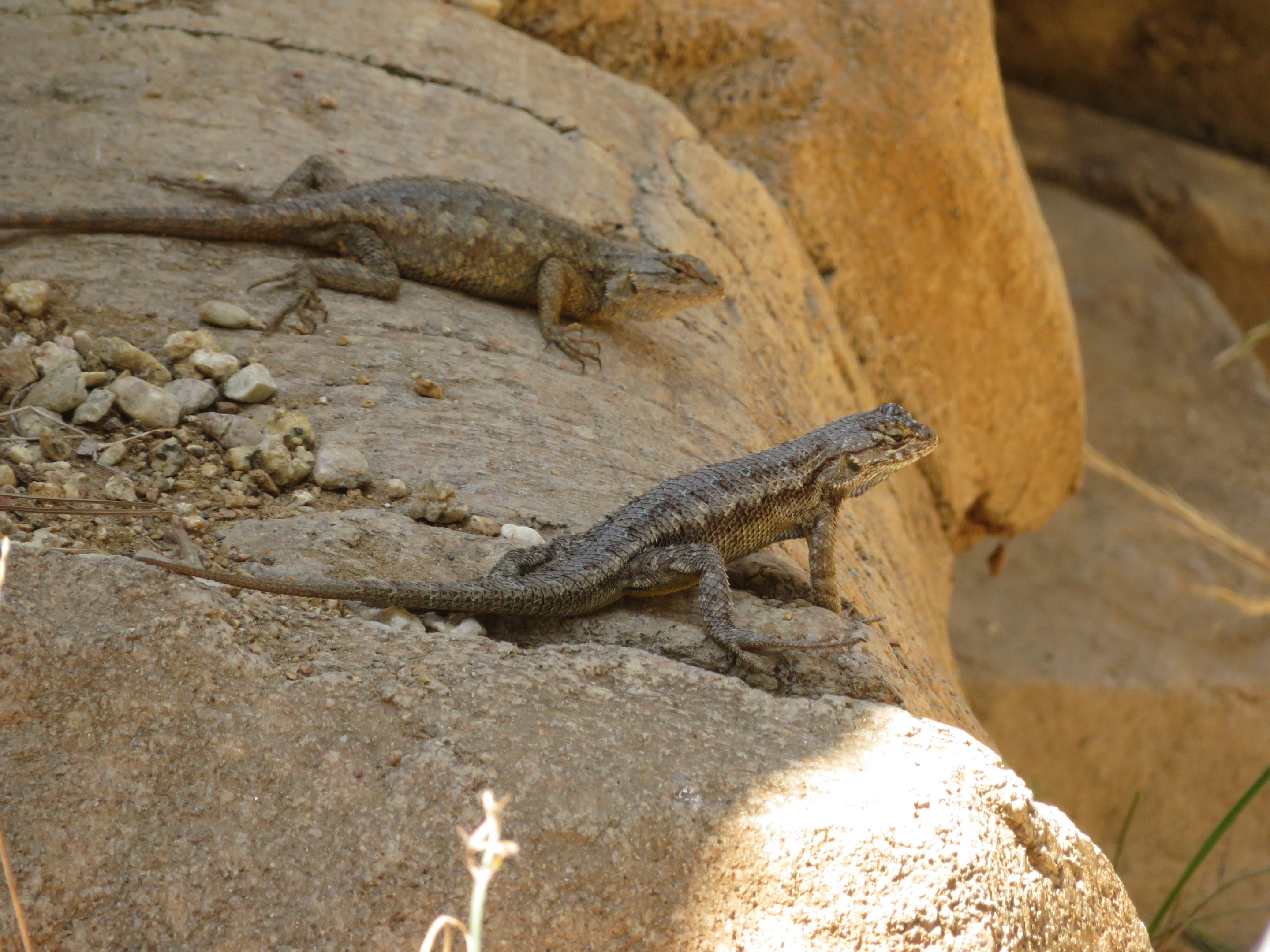 Yarrow's Spiny Lizards