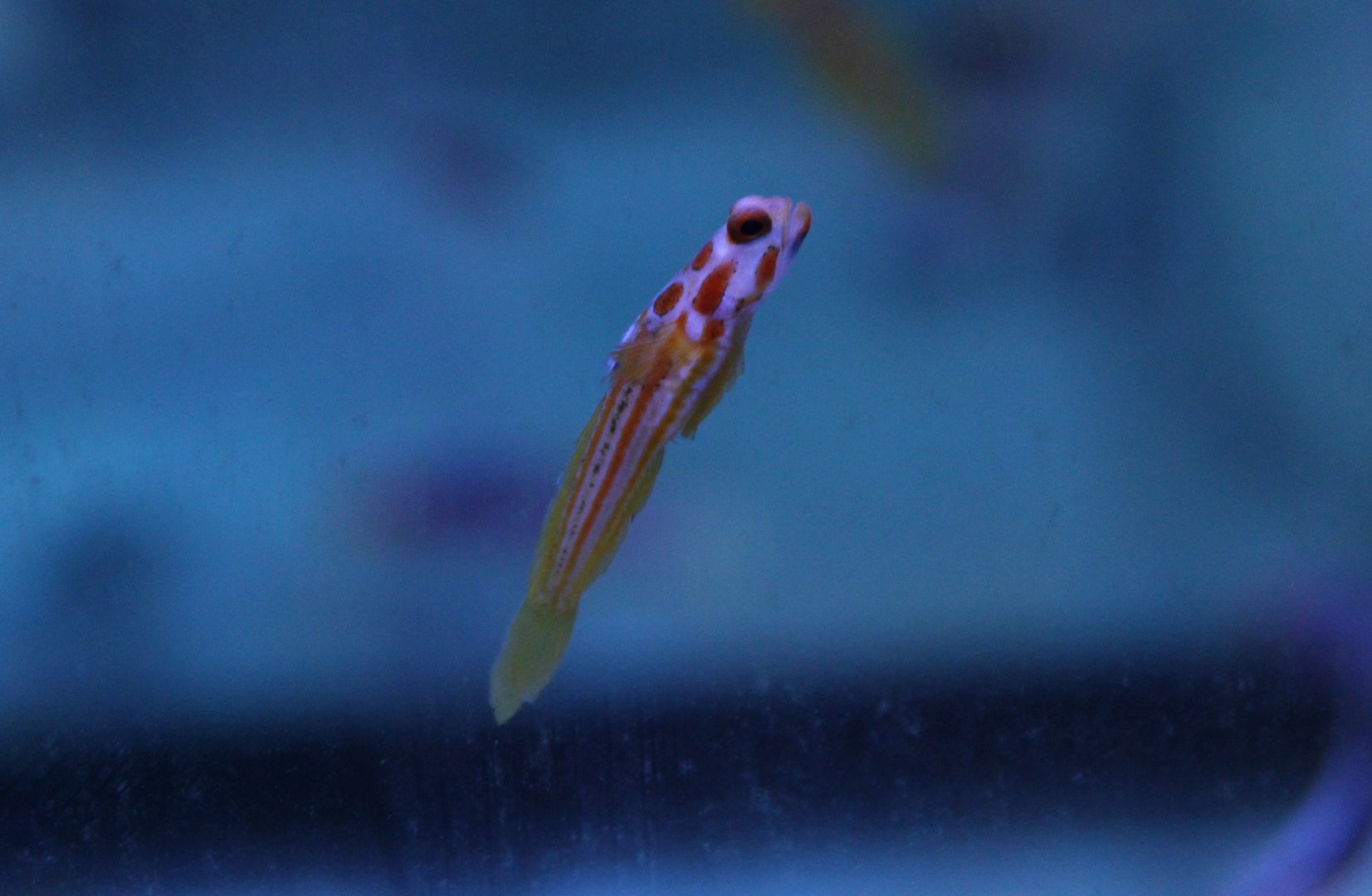 Yasha goby - Stonogobiops yasha